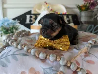Paxton, a male Yorkshire Terrier for sale in Loogootee, IN – 9 of 10