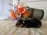 Xyla, a female Yorkshire Terrier for sale in Loogootee, IN – 2 of 10