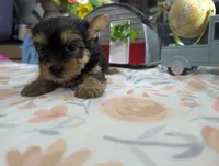 Xyla, a female Yorkshire Terrier for sale in Loogootee, IN – 7 of 10