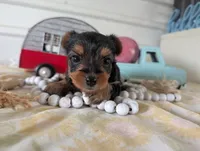 Chloe, a female Yorkshire Terrier for sale in Loogootee, IN – 9 of 10