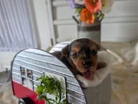 Xena, a female Yorkshire Terrier for sale in Loogootee, IN – 6 of 10