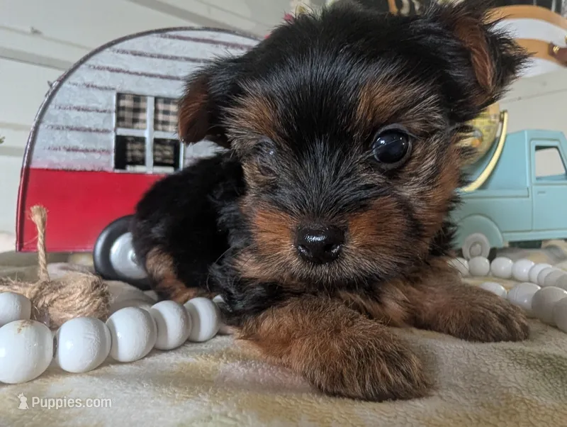 Preston – Yorkshire Terrier puppy on hold in Loogootee, IN