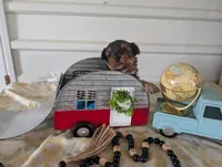 Cooper, a male Yorkshire Terrier for sale in Loogootee, IN – 8 of 10