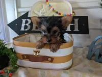 Buckley, a male Yorkshire Terrier for sale in Loogootee, IN – 7 of 9