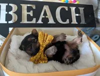 Paxton, a male Yorkshire Terrier for sale in Loogootee, IN – 3 of 10