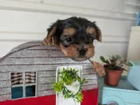 Brooks, a male Yorkshire Terrier for sale in Loogootee, IN – 9 of 10