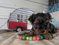 Cora, a female Yorkshire Terrier for sale in Loogootee, IN – 10 of 10