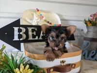 Buckley, a male Yorkshire Terrier for sale in Loogootee, IN – 2 of 9