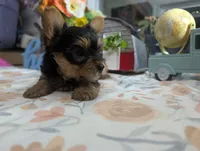 Xyla, a female Yorkshire Terrier for sale in Loogootee, IN – 8 of 10