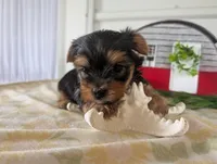 Buckley , a male Yorkshire Terrier for sale in Loogootee, IN – 4 of 10