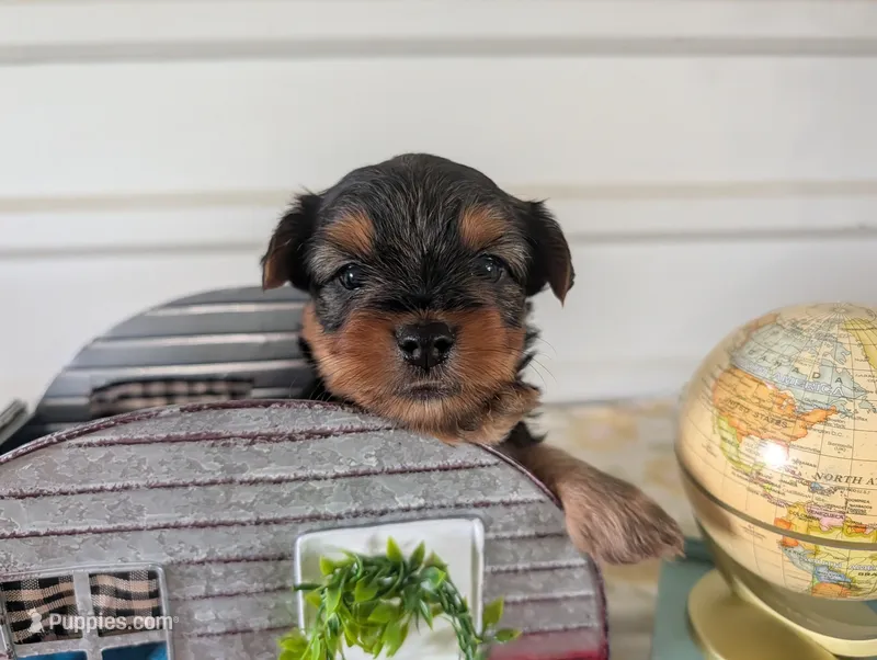 Cooper – Yorkshire Terrier puppy for sale in Loogootee, IN