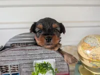 Cooper, a male Yorkshire Terrier for sale in Loogootee, IN – 1 of 10