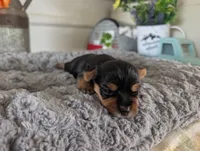 Xyla, a female Yorkshire Terrier for sale in Loogootee, IN – 6 of 10