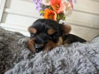Xyla, a female Yorkshire Terrier for sale in Loogootee, IN – 9 of 10