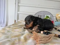 Cooper, a male Yorkshire Terrier for sale in Loogootee, IN – 6 of 10