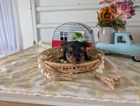Cane, a male Yorkshire Terrier for sale in Loogootee, IN – 6 of 10