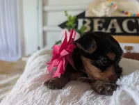 Princess, a female Yorkshire Terrier for sale in Loogootee, IN – 3 of 10