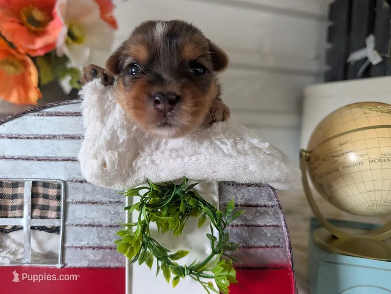 Xander – Yorkshire Terrier puppy for sale in Loogootee, IN