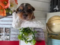 Xander, a male Yorkshire Terrier for sale in Loogootee, IN – 1 of 10