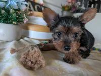 Chloe, a female Yorkshire Terrier for sale in Loogootee, IN – 4 of 10
