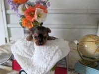 Xena, a female Yorkshire Terrier for sale in Loogootee, IN – 10 of 10
