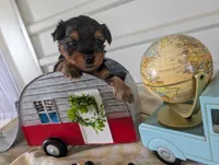 Cooper, a male Yorkshire Terrier for sale in Loogootee, IN – 5 of 10
