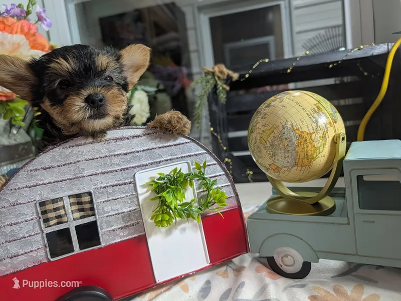 Xyla – Yorkshire Terrier puppy for sale in Loogootee, IN