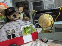 Xyla, a female Yorkshire Terrier for sale in Loogootee, IN – 1 of 10