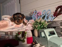 Lily, a female Yorkshire Terrier for sale in Loogootee, IN – Photo 6 of 10