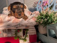 Lily, a female Yorkshire Terrier for sale in Loogootee, IN – Photo 5 of 10
