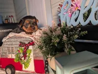 Lily, a female Yorkshire Terrier for sale in Loogootee, IN – Photo 8 of 10