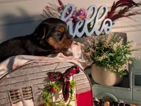 Lily, a female Yorkshire Terrier for sale in Loogootee, IN – Photo 10 of 10