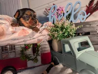 Lily, a female Yorkshire Terrier for sale in Loogootee, IN – Photo 9 of 10