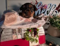 Lily, a female Yorkshire Terrier for sale in Loogootee, IN – Photo 4 of 10