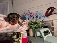 Lily, a female Yorkshire Terrier for sale in Loogootee, IN – Photo 2 of 10