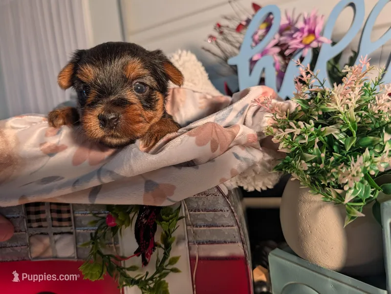 Lily, a female Yorkshire Terrier for sale in Loogootee, IN – Photo 1 of 10