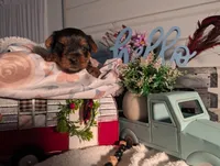 Lily, a female Yorkshire Terrier for sale in Loogootee, IN – Photo 7 of 10