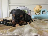 Cooper, a male Yorkshire Terrier for sale in Loogootee, IN – 4 of 10