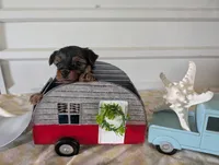 Cora, a female Yorkshire Terrier for sale in Loogootee, IN – 4 of 10