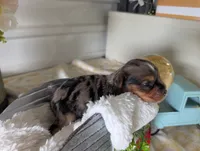 Xander, a male Yorkshire Terrier for sale in Loogootee, IN – 9 of 10