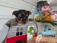Cane, a male Yorkshire Terrier for sale in Loogootee, IN – 9 of 10