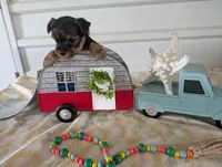 Cora, a female Yorkshire Terrier for sale in Loogootee, IN – 6 of 10
