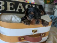 Princess, a female Yorkshire Terrier for sale in Loogootee, IN – 8 of 10
