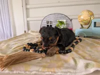 Cooper, a male Yorkshire Terrier for sale in Loogootee, IN – 9 of 10