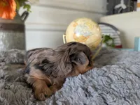Xander, a male Yorkshire Terrier for sale in Loogootee, IN – 8 of 10