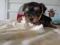 Buckley , a male Yorkshire Terrier for sale in Loogootee, IN – 5 of 10