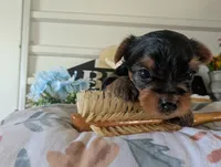 Preston, a male Yorkshire Terrier for sale in Loogootee, IN – 5 of 9