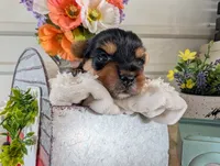 Xyla, a female Yorkshire Terrier for sale in Loogootee, IN – 8 of 10