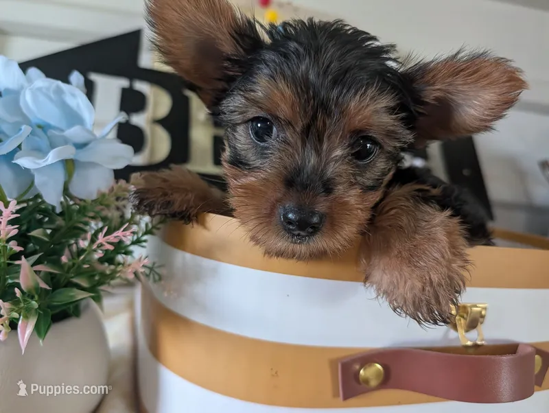 Chloe – Yorkshire Terrier puppy for sale in Loogootee, IN