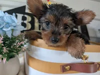Chloe, a female Yorkshire Terrier for sale in Loogootee, IN – 1 of 10